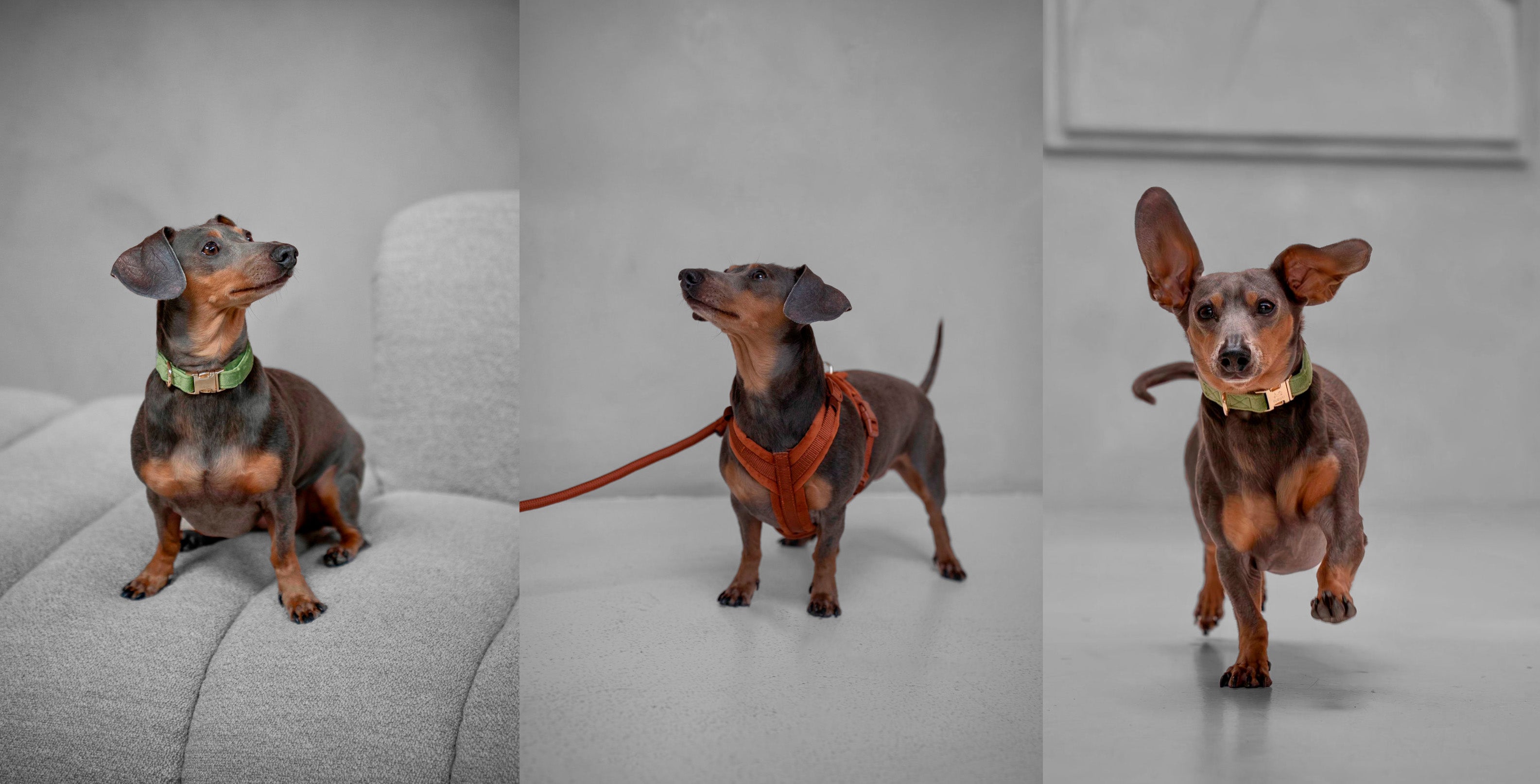 Dog Collar vs Harness: How to Choose the Right Option for Your Dog