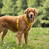 Yellow - Velvet Dog Harness