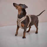 Sand - Velvet Dog Harness - FURLOU 