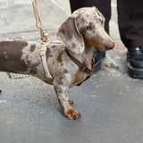 Blue and Green - Dog Harness - FURLOU 