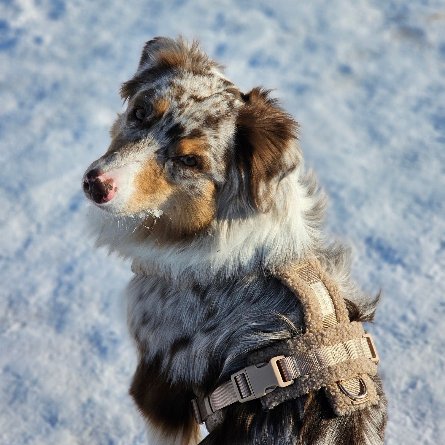 'Sand' - Sherpa Dog Harness - FURLOU 