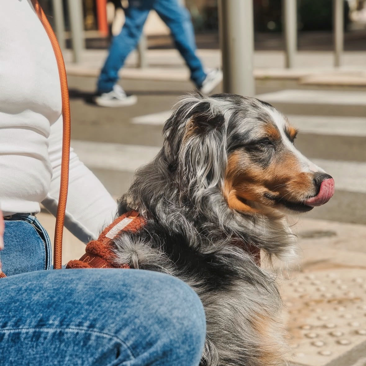 'Clay' - Sherpa Dog Harness - FURLOU 