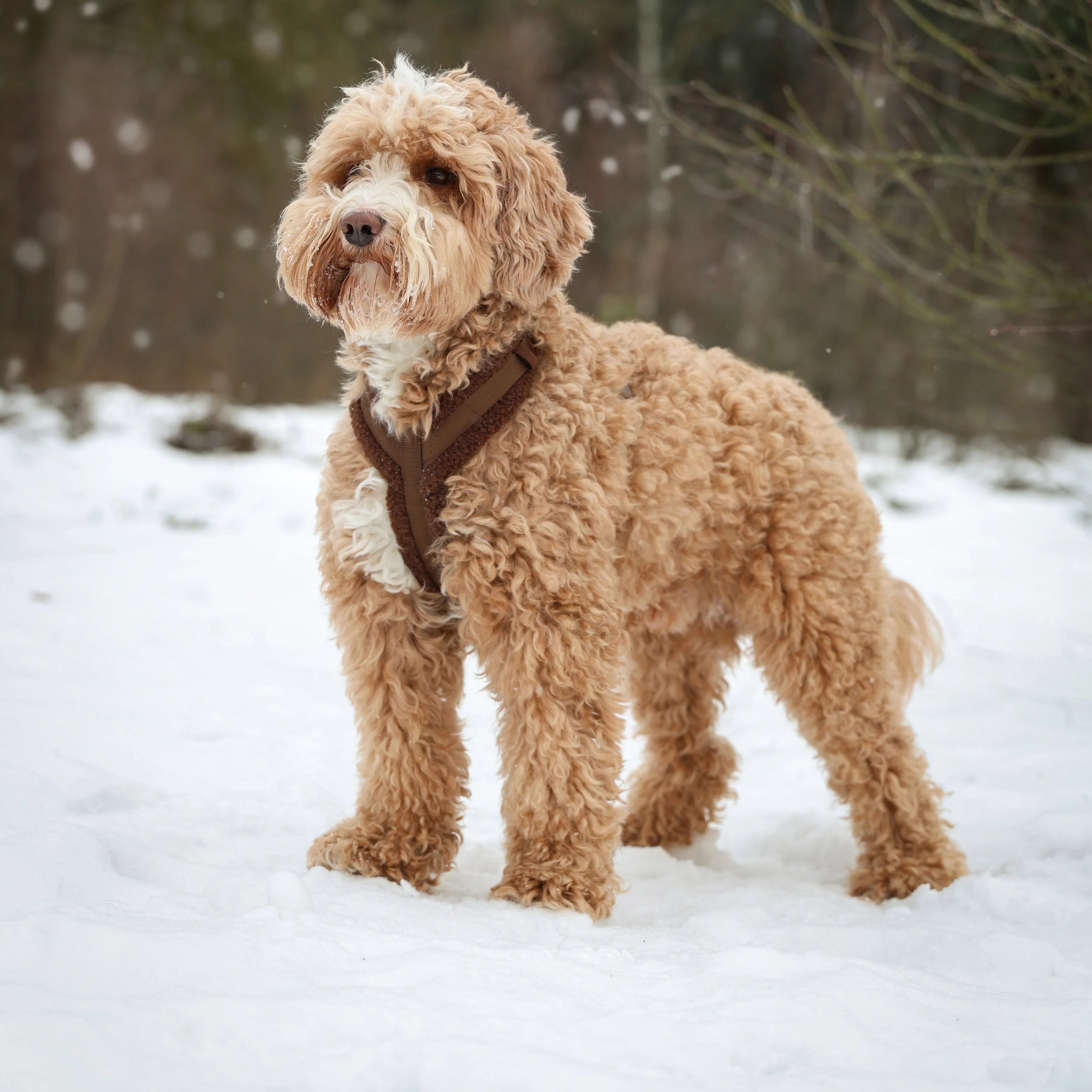 'Lilac' - Sherpa Dog Harness - FURLOU 