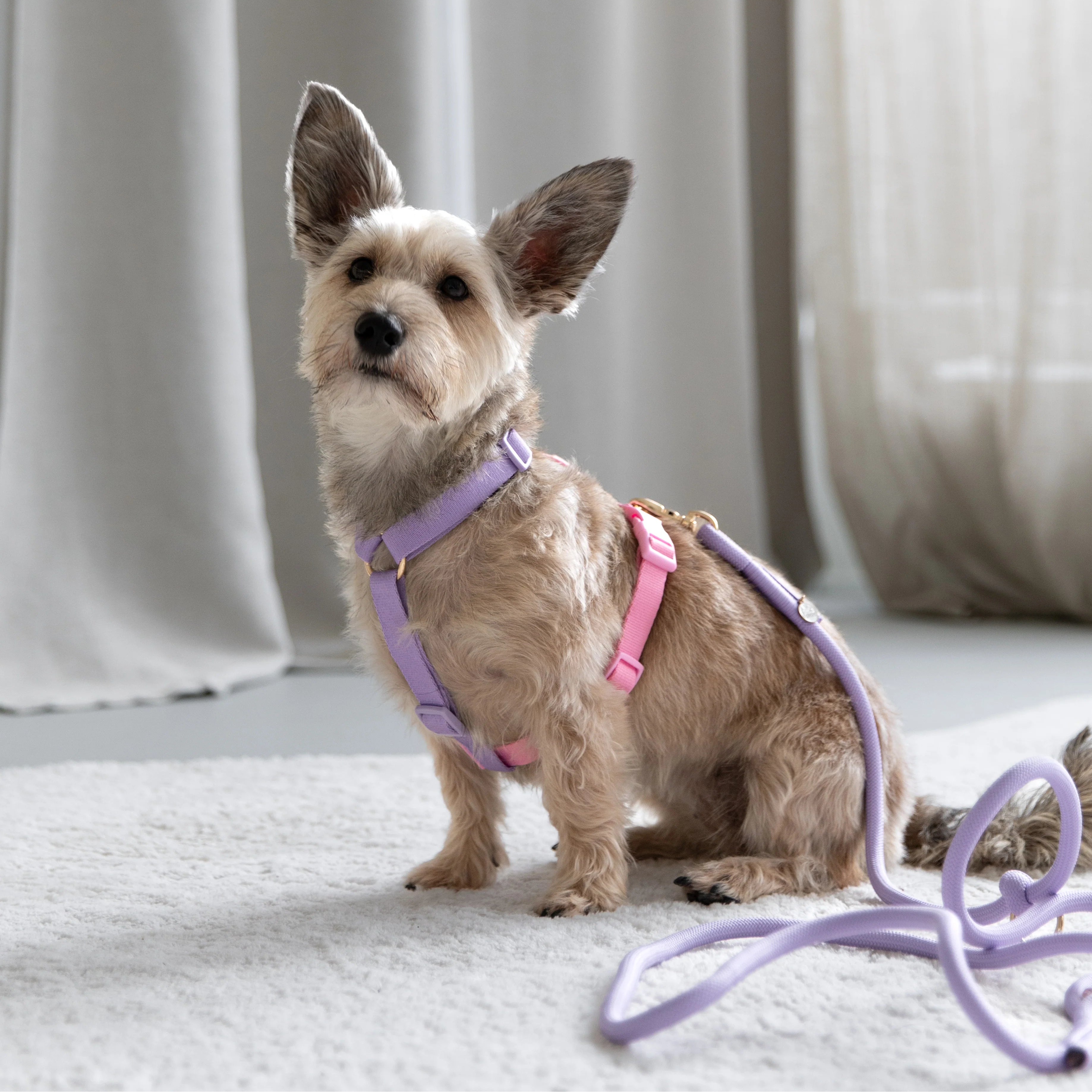 Lavender and Pink - Dog Harness - FURLOU 