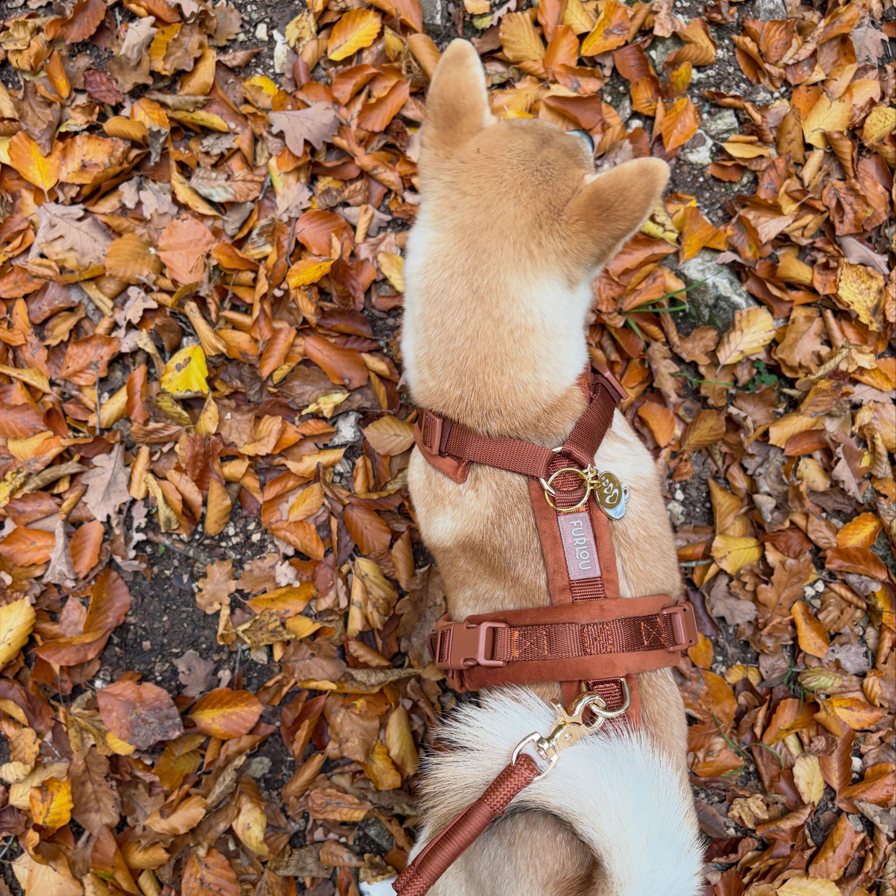 Clay - Velvet Dog Harness - FURLOU 