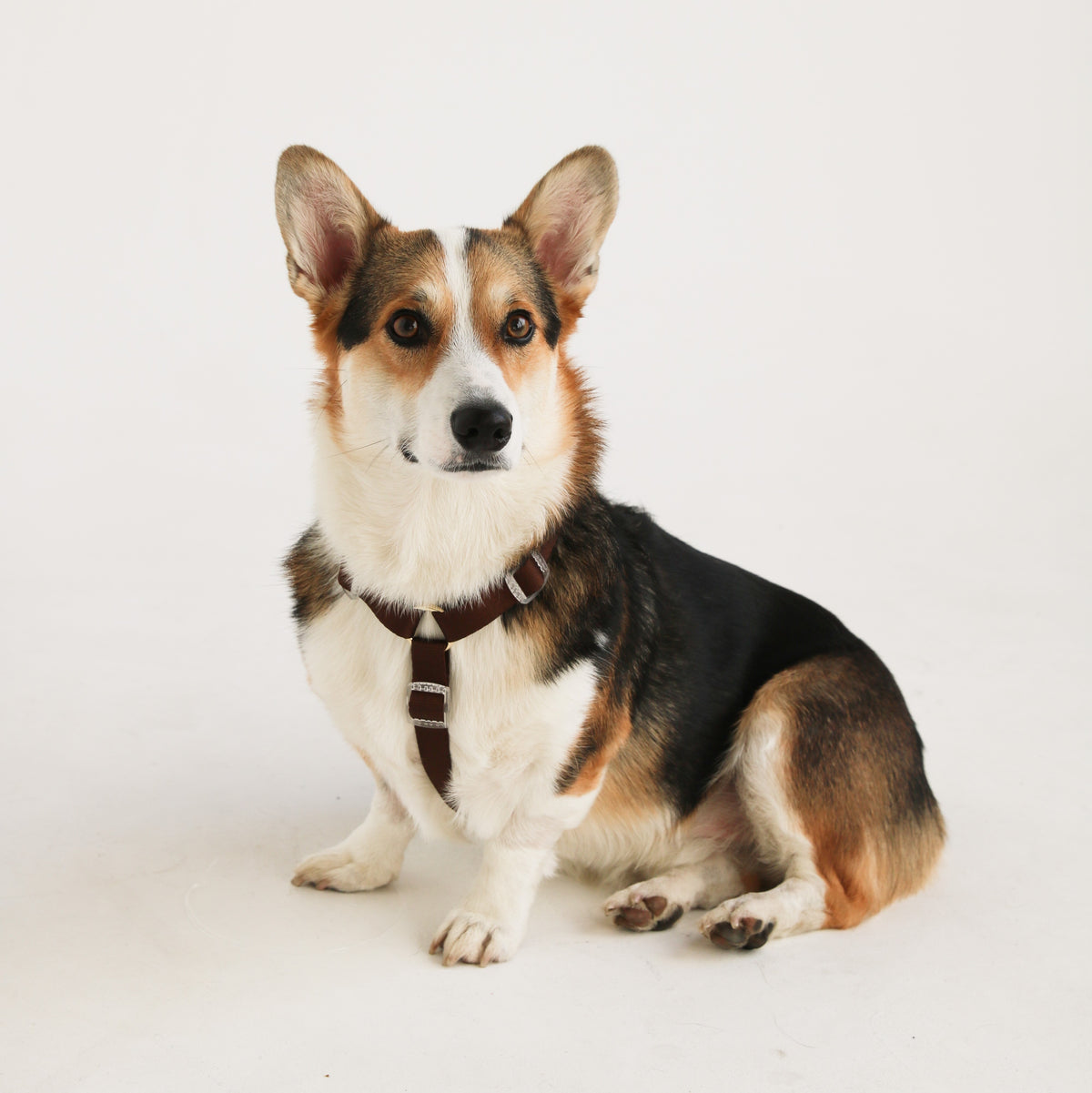 Puppaccino - Dog Harness - FURLOU 
